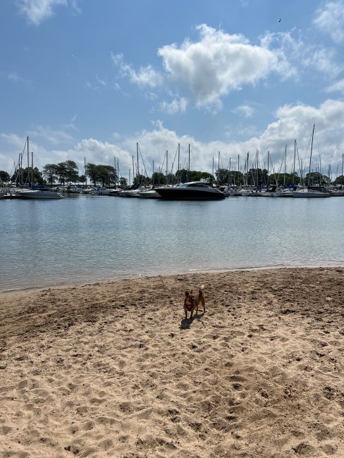 Belmont Harbor Dog Beach off-leash dog park in Dog Beaches, Chicago