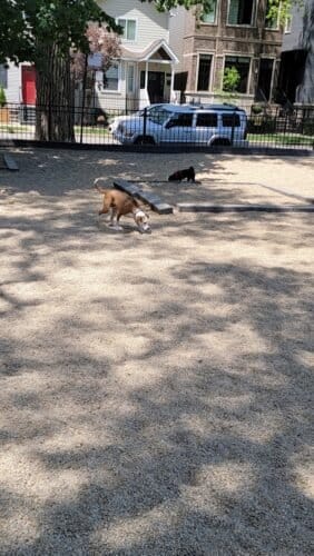 Hamlin DFA off-leash dog park in Lincoln Park / Bucktown / Wicker Park, Chicago