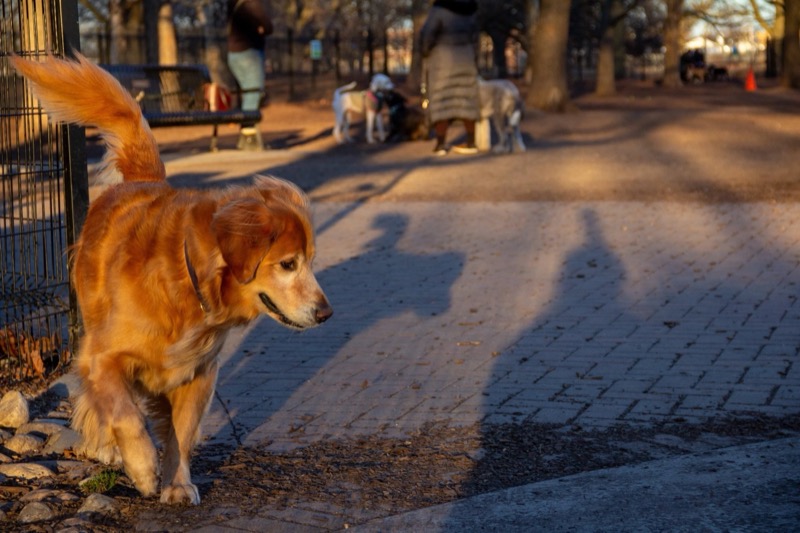 Horner DFA off-leash dog park in Logan Square / Ravenswood / Lincoln Square, Chicago