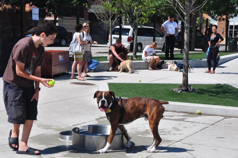 Mary Bartelme DFA off-leash dog park in West Loop, Chicago