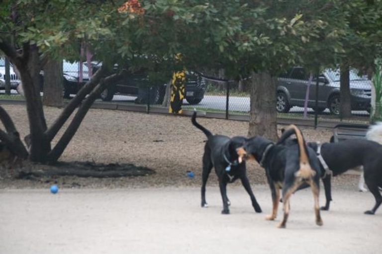 Norwood DFA off-leash dog park in Northwest / Far North, Chicago