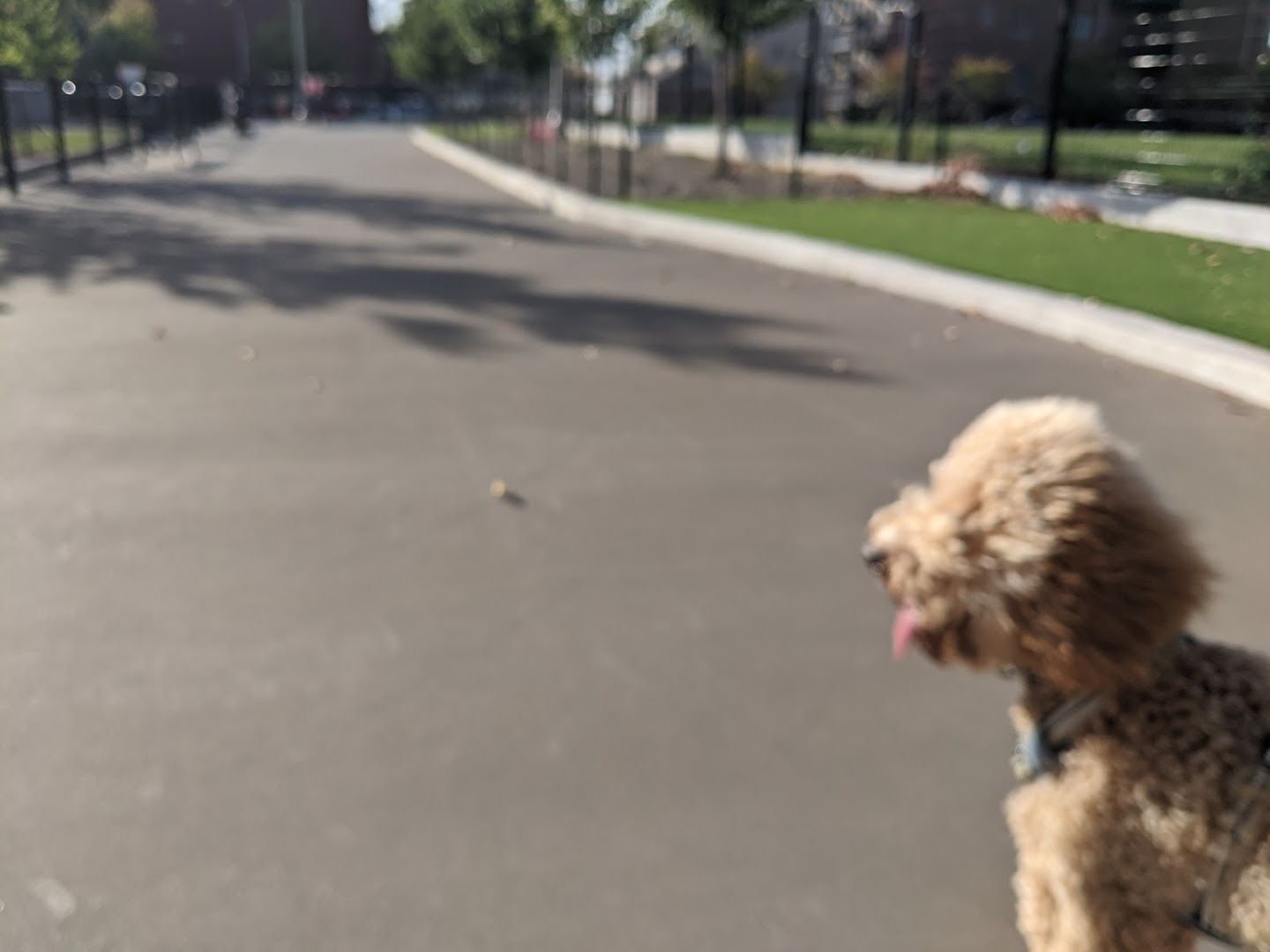 Park No. 592 DFA off-leash dog park in South Side / Bridgeport / Bronzeville, Chicago